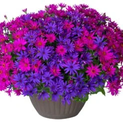 Senetti Neon Nites Pericallis