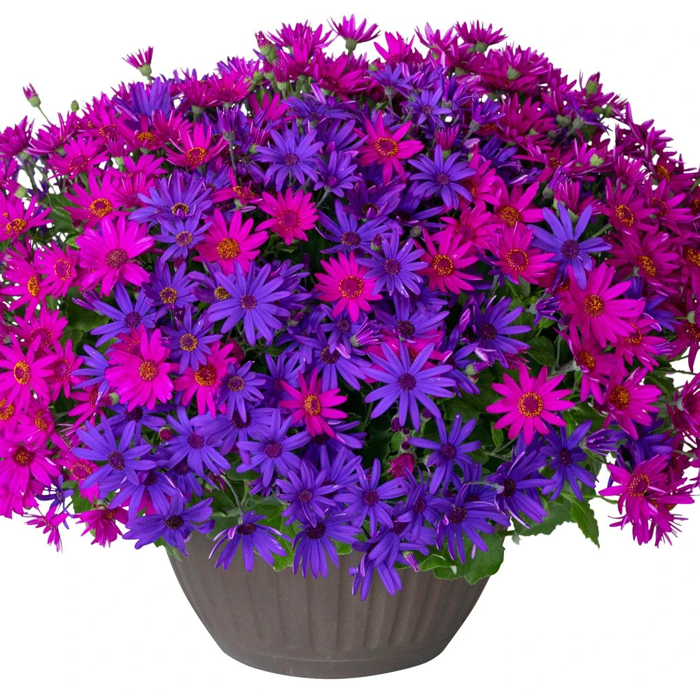 Senetti Neon Nites Pericallis