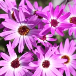 Senetti® Pink Bicolor Pericallis