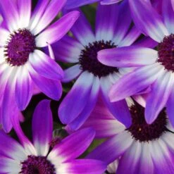 Senetti Violet Bicolor