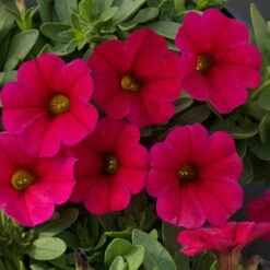 SuperCal® Cherry Petchoa Plant