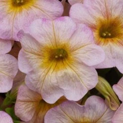 SuperCal® Salmon Glow Petchoa Plant