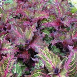 Peters Wonder Coleus Plant