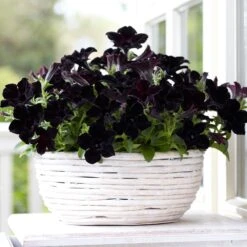 Crazytunia® Black Mamba Petunia Plant
