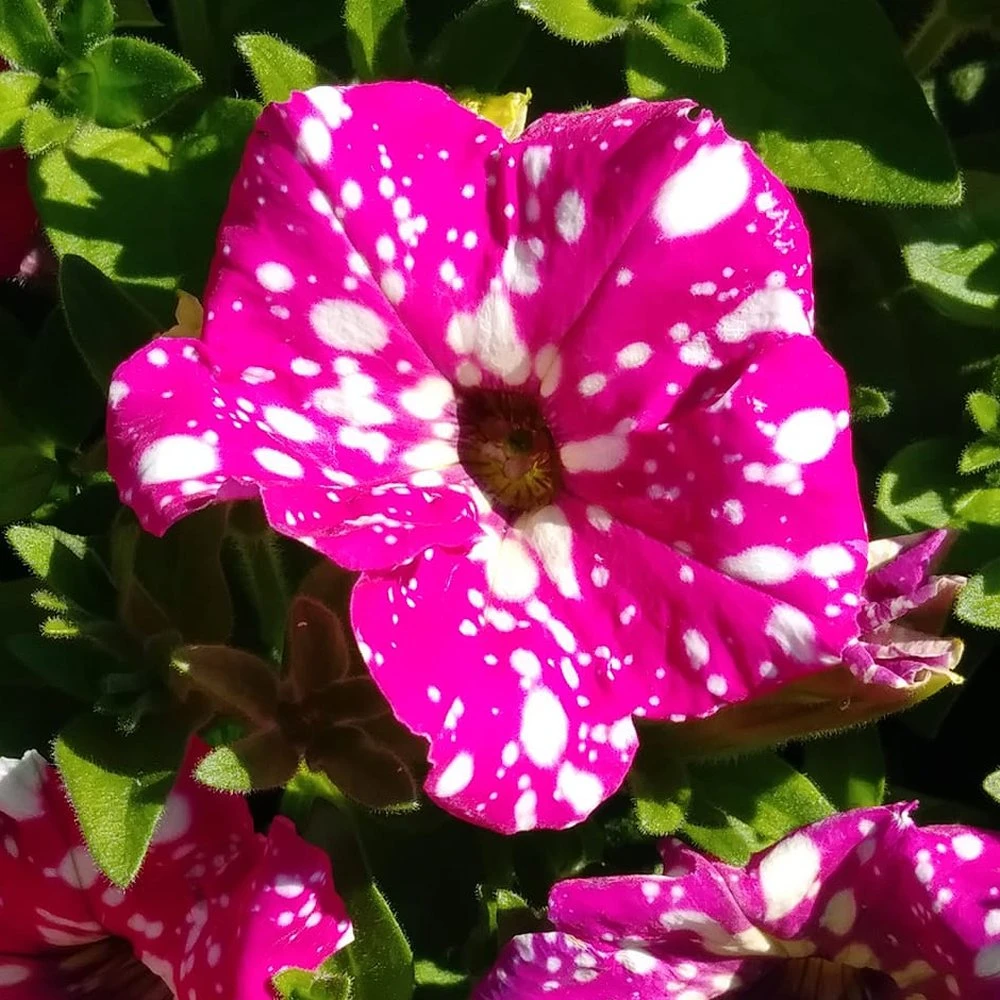 Headliner™ Pink Sky Petunia Plant