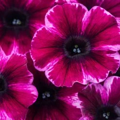 Crazytunia® Ultra Violet Petunia Plant