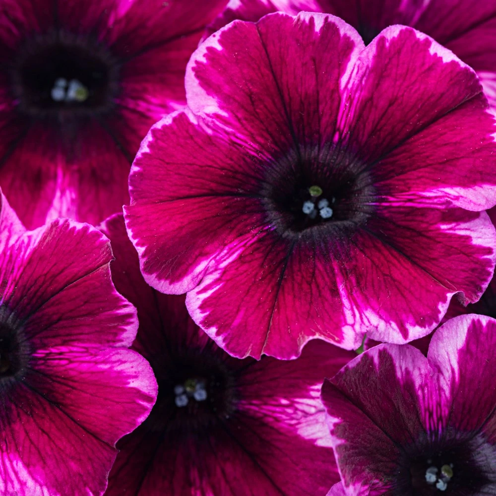 Crazytunia® Ultra Violet Petunia Plant
