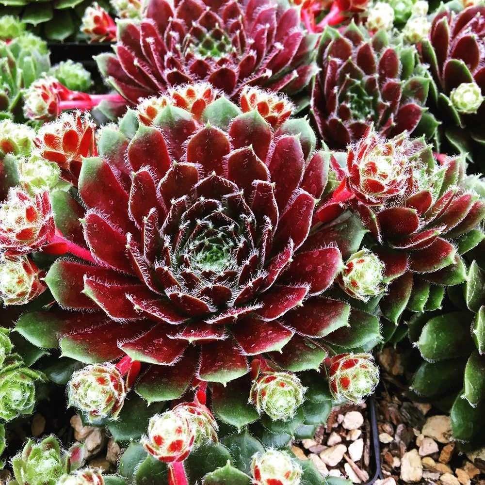 Pilioseum Sempervivum (Hens And Chicks)