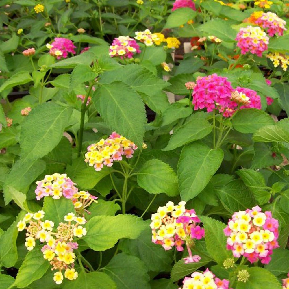 Pink Lemonade Lantana Plant