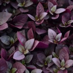 Plum Dandy™ Alternanthera Plant