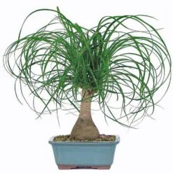 Ponytail Palm