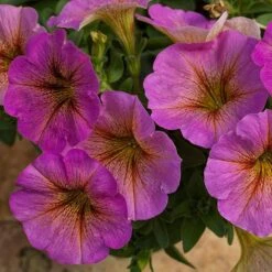 SuperCal® Premium Sunray Pink Petchoa Plant