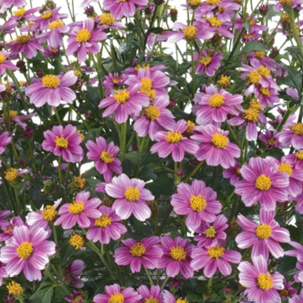 Pretty In Pink™ Bidens Plant