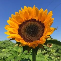 ProCut® Orange Excel Sunflower