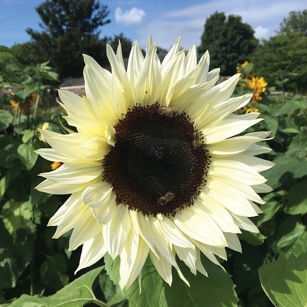 ProCut® White Nite Sunflower