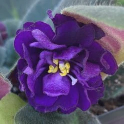 Purple African Violet