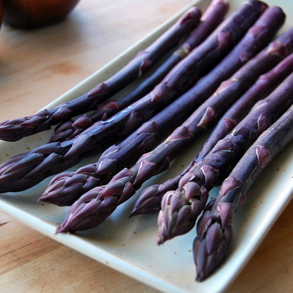 Purple Passion Asparagus Plant - 2-3 Year Crowns - 10-Pack