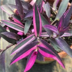 Purple Variegated Setcreasea