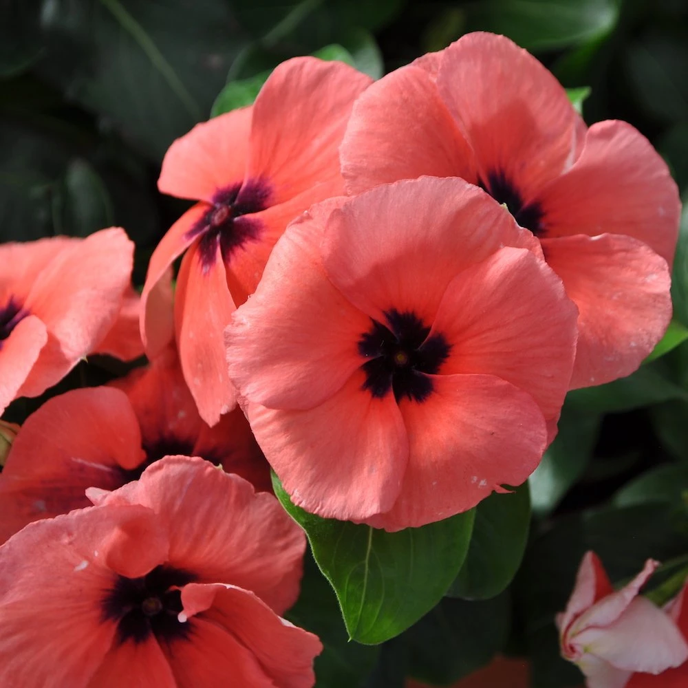 Quasar Salmon Target Catharanthus
