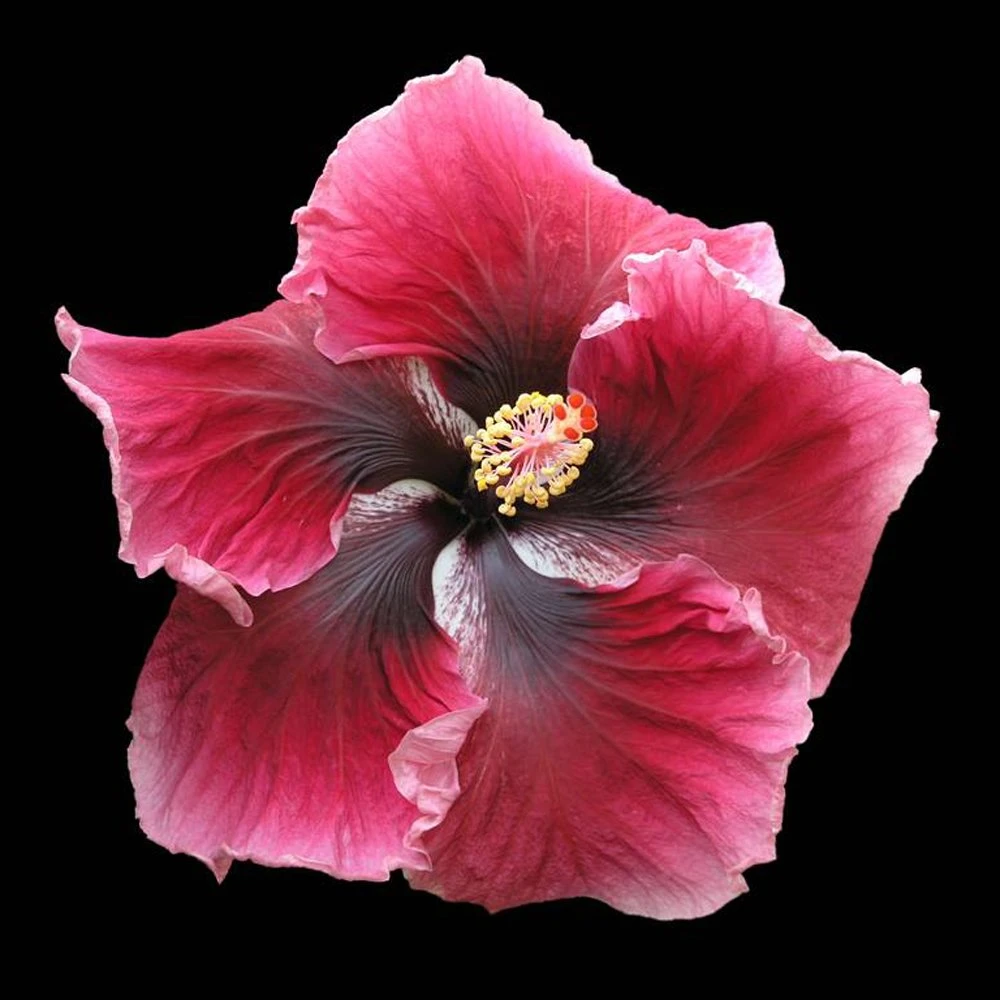 Red Planet Cajun Hibiscus