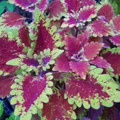 Red Planet Coleus Plant