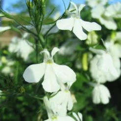 Regatta Trailing White Lobelia