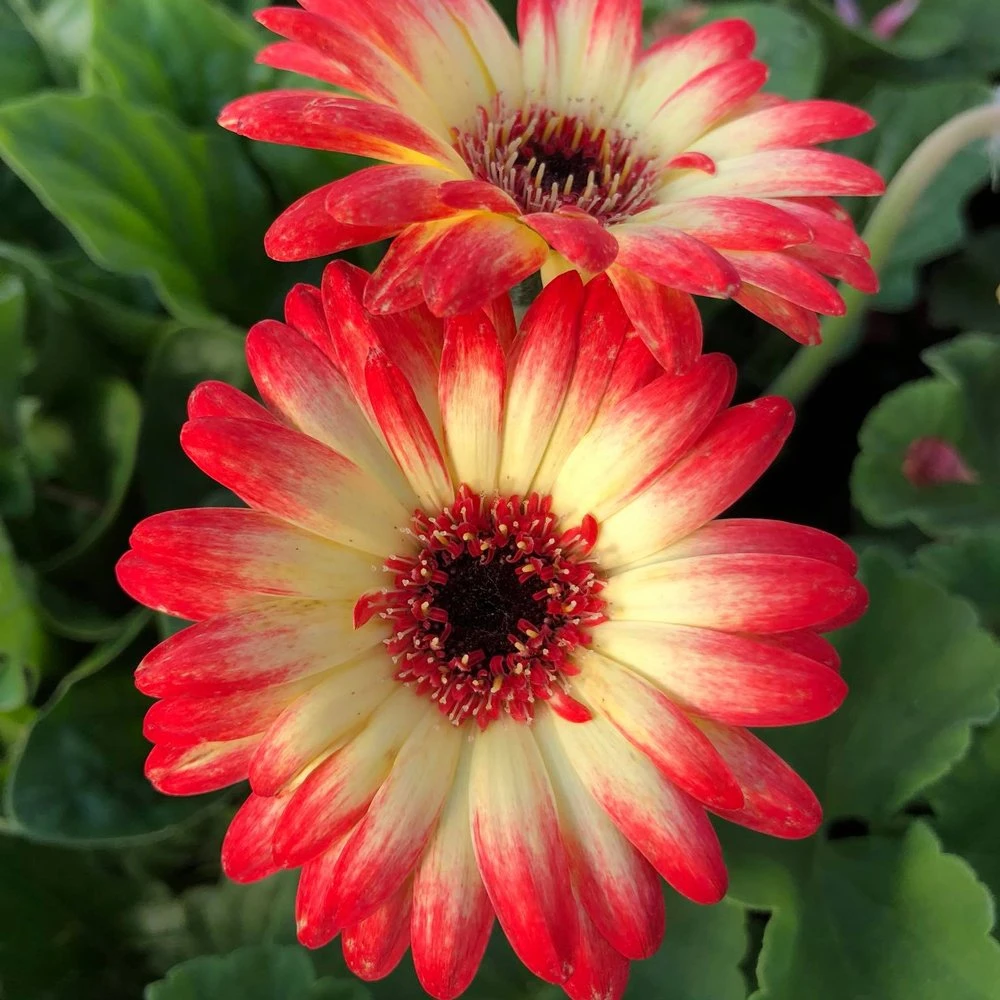 Revolution™ Bicolor Red Lemon Gerbera