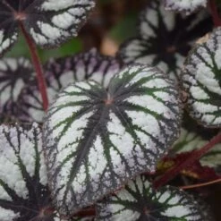 Fireworks Rex Begonia Plant