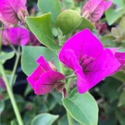 Royal Purple Bougainvillea Plant