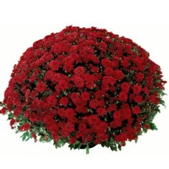 Belgian Mum® Savona Red Plant