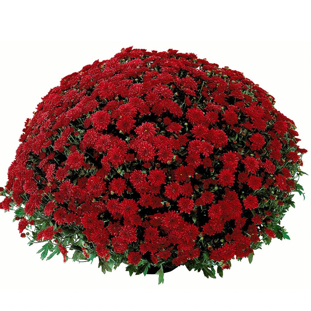 Belgian Mum® Savona Red Plant