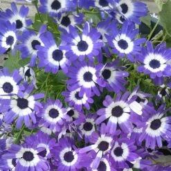 Senetti® Blue Bicolor Pericallis