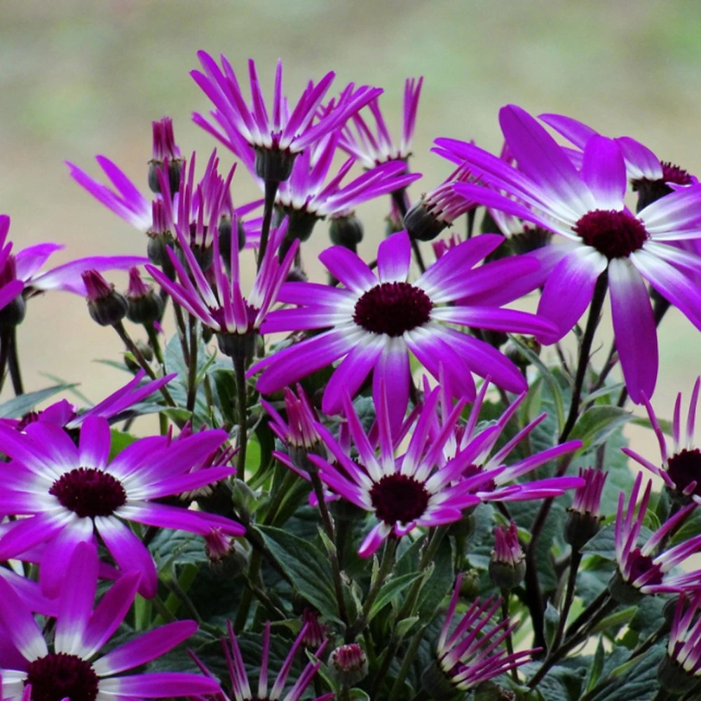 Senetti Magenta Bicolor Pericallis