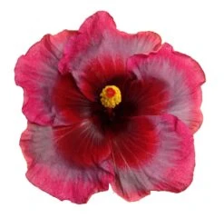 Showtime Cajun Hibiscus