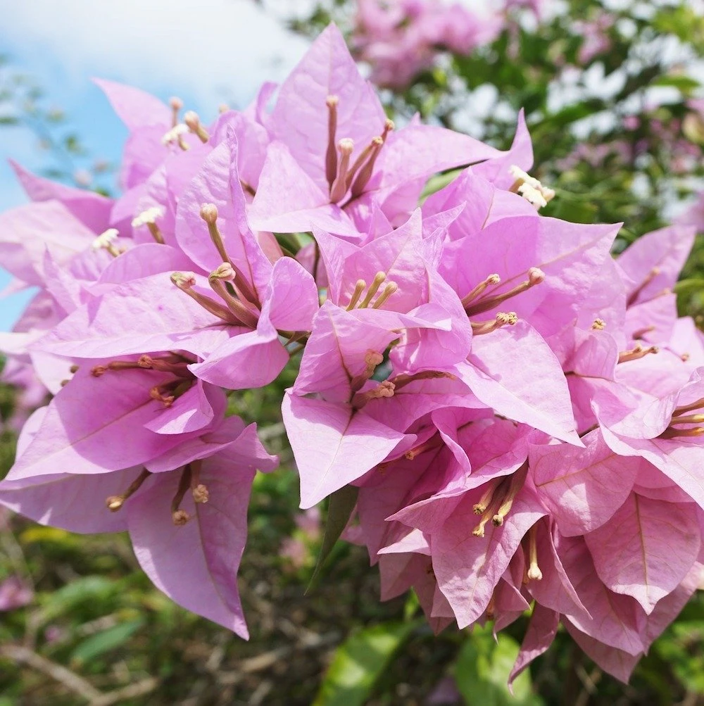 Silhouette Lilac Bougainvillea Plant