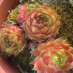 Sirius Sempervivum (Hens And Chicks)