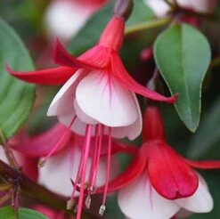 Skyrocket Fuchsia Plant
