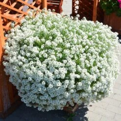 Snow Princess® Lobularia Plant