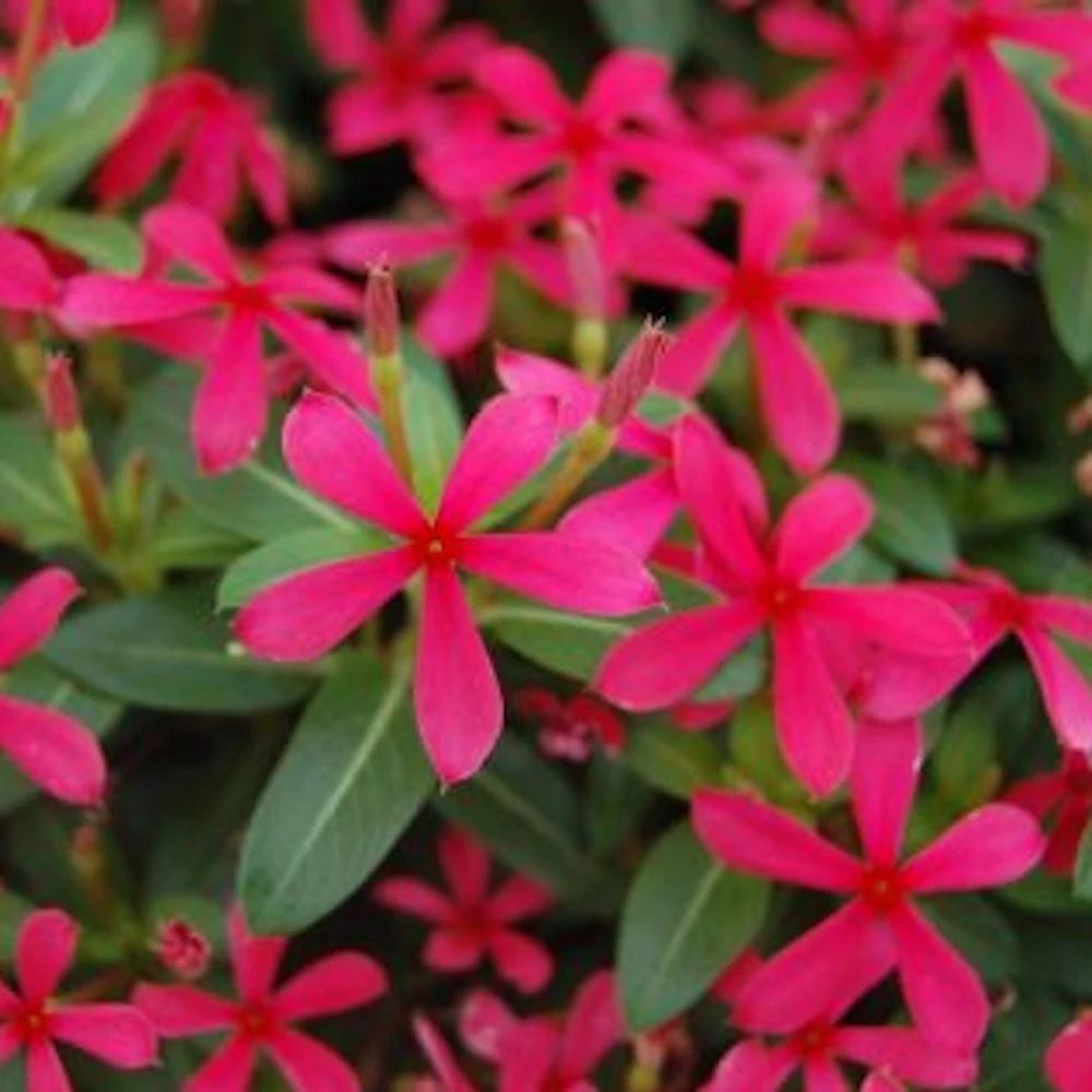 Soiree® Kawaii Red Shades Catharanthus