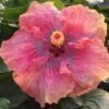 Sonny's Passion Cajun Hibiscus