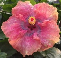 Sonny's Passion Cajun Hibiscus