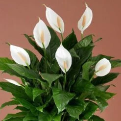 Spathiphyllum Peace Lily