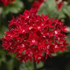 Starcluster™ Red Pentas