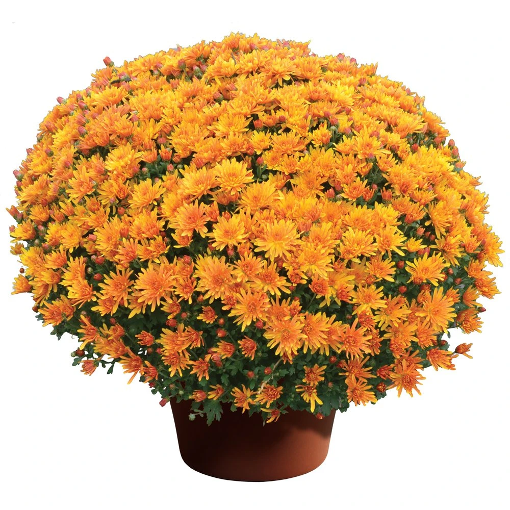 Stephany Bronze Yoder Garden Mum Plant