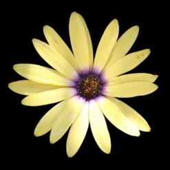 Summerdaisy® Alexander Osteospermum Plant