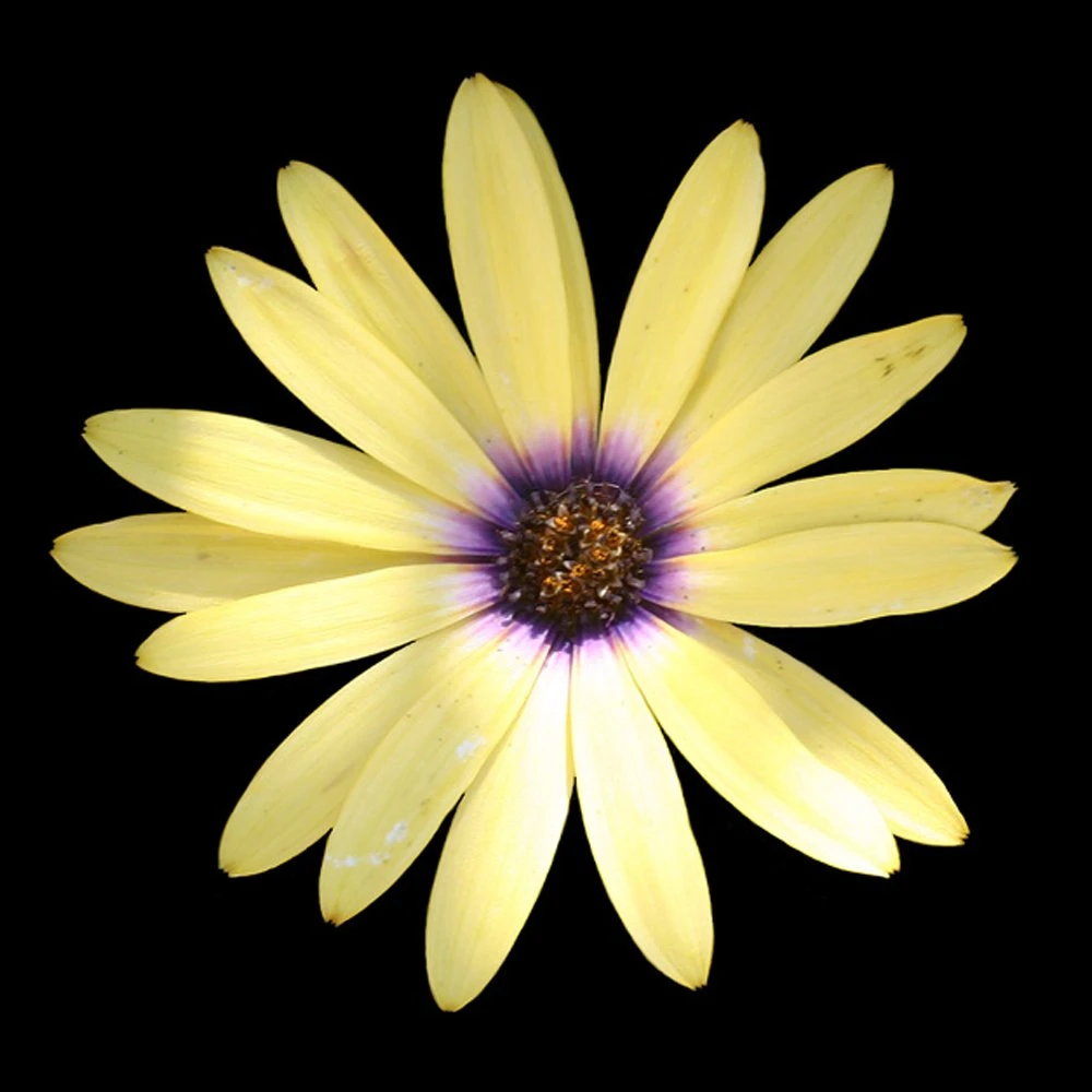 Summerdaisy® Alexander Osteospermum Plant