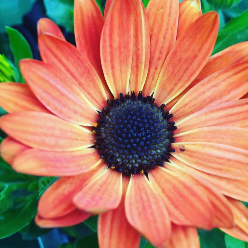 Summerdaisy® Dark Orange Osteospermum Plant