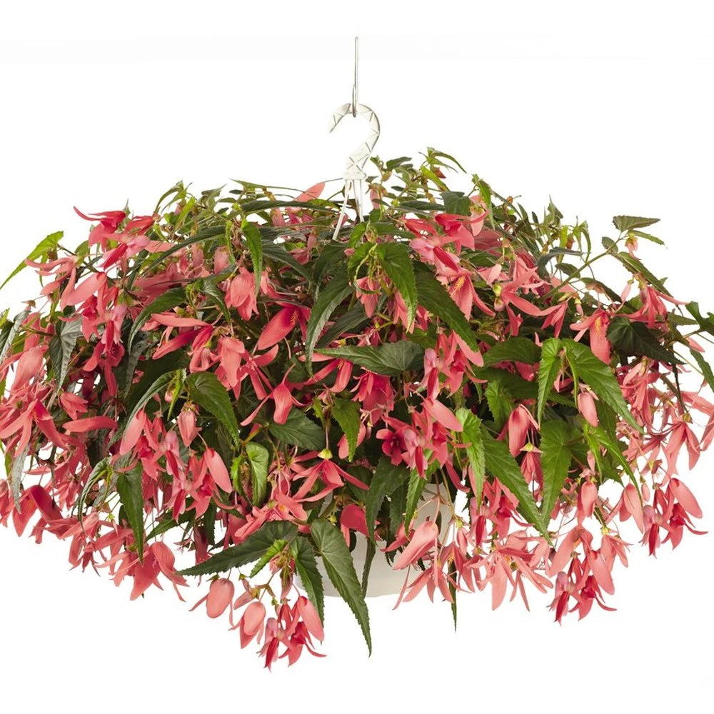 Sun Cities San Francisco Tuberous Begonia Plant