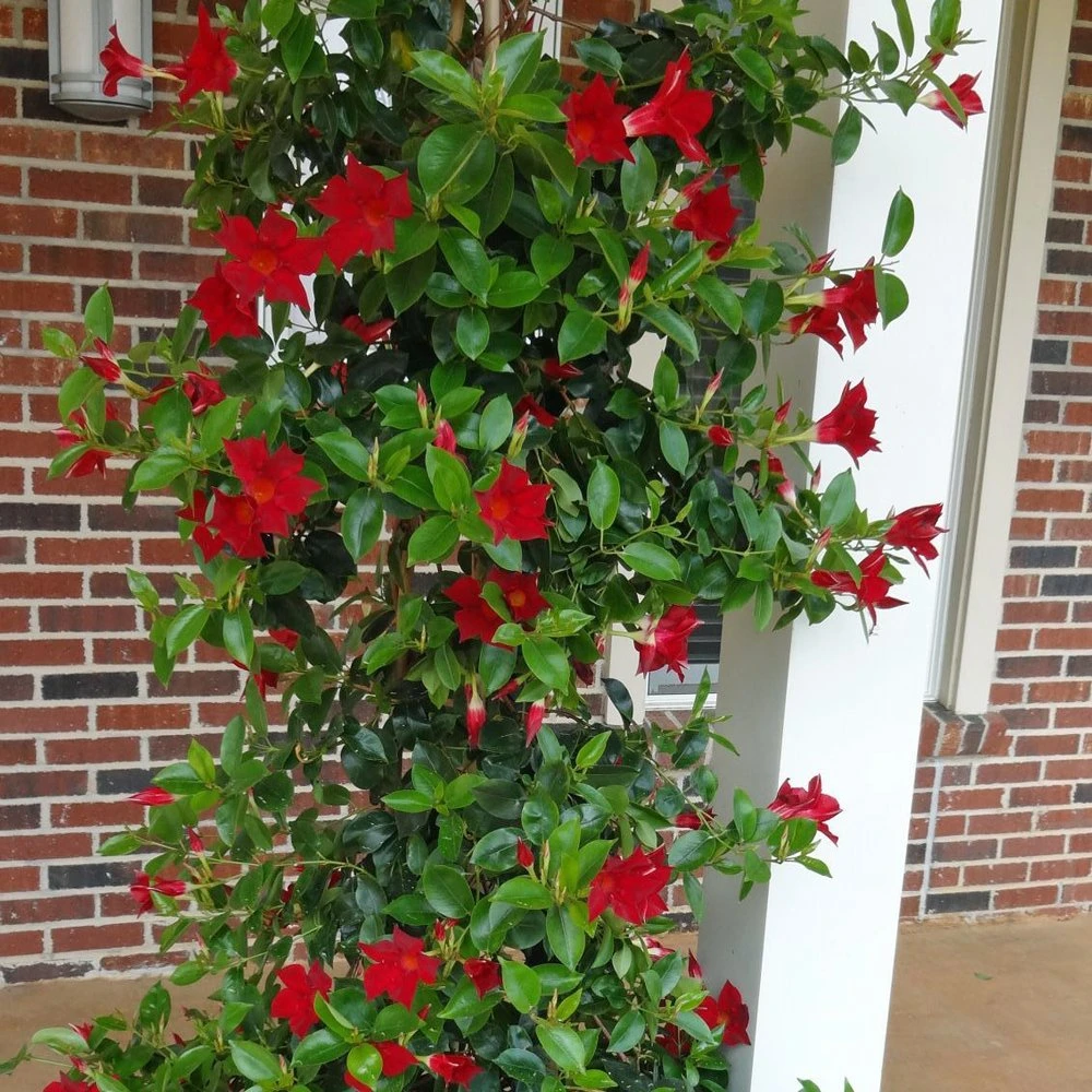 Sun Parasol® Giant Carmine King Mandevilla