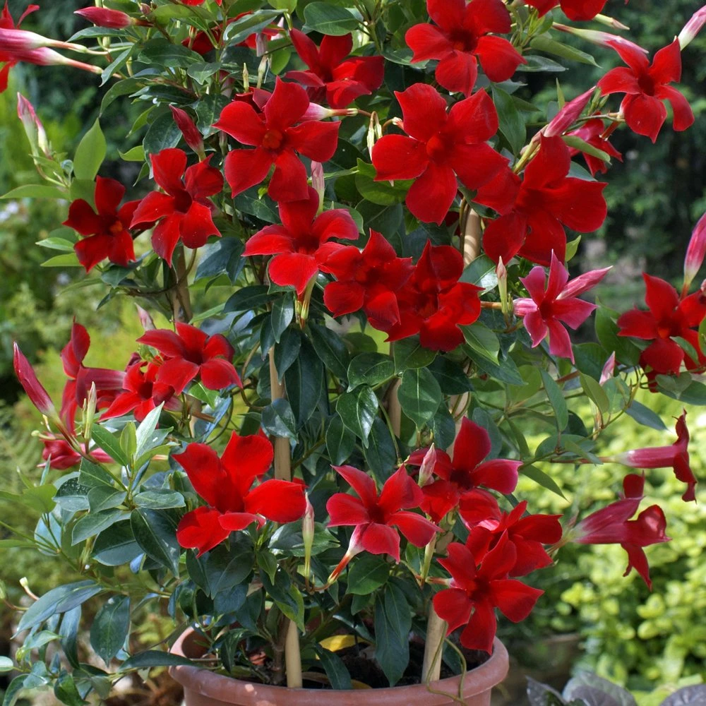 Sun Parasol® Pretty Crimson Mandevilla
